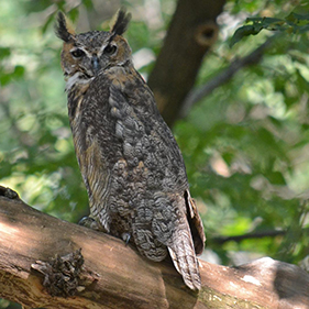 Owl