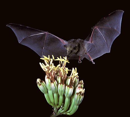 bat