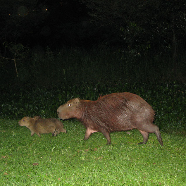 capybara