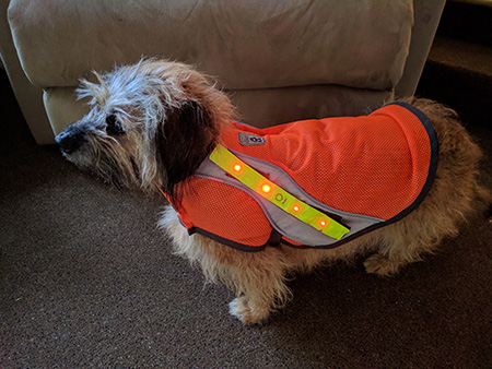 dog vest