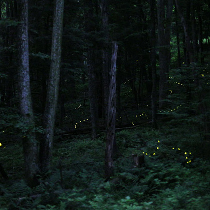 fireflies