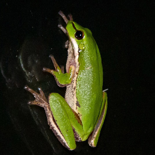 frog