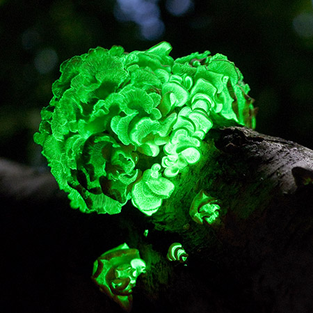 glowing fungi