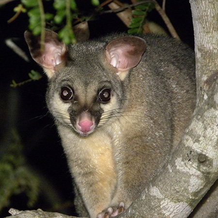 possum